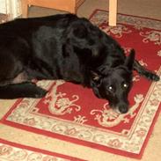 Blanding af racer Bimmer RIP 07/03/09