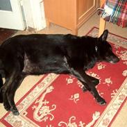 Blanding af racer Bimmer RIP 07/03/09