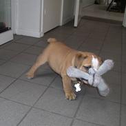 Engelsk bulldog BERTRAM