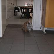 Engelsk bulldog BERTRAM