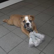 Engelsk bulldog BERTRAM