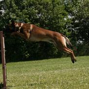 Malinois loke