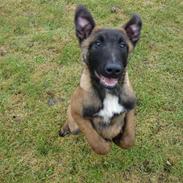 Malinois loke