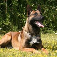 Malinois loke