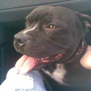 Staffordshire bull terrier Ruben R.I.P