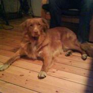 Nova scotia duck tolling retriever Anton