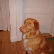 Nova scotia duck tolling retriever Anton