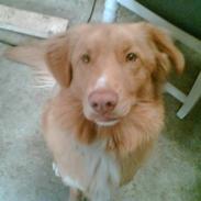 Nova scotia duck tolling retriever Anton