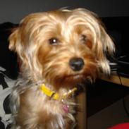 Yorkshire terrier lady