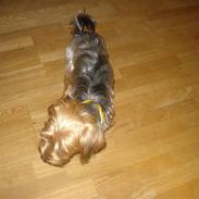 Yorkshire terrier lady