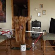 Cocker spaniel balder