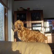 Cocker spaniel balder