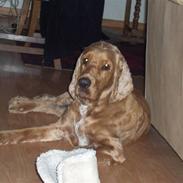 Cocker spaniel balder