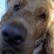 Cocker spaniel balder