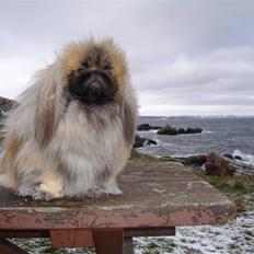 Pekingeser "Mo-Li-Shou"