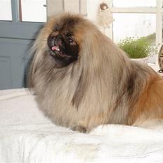 Pekingeser "Mo-Li-Shou"