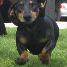 Gravhund Rita med hvalpe