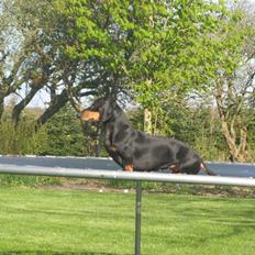 Gravhund Rita med hvalpe