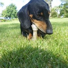 Gravhund Rita med hvalpe