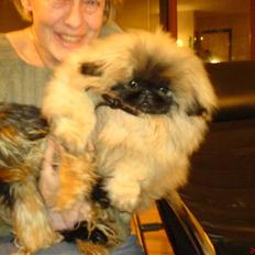 Pekingeser "Mo-Li-Shou"