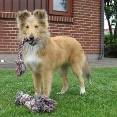 Shetland sheepdog Linda