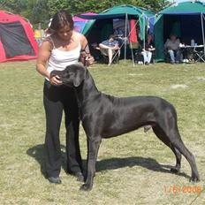 Grand danois EarthWindandFire 