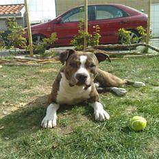 Amerikansk staffordshire terrier loui