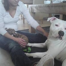 Amerikansk staffordshire terrier loui