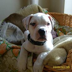 Amerikansk bulldog Kong Carnes Hassan aka 