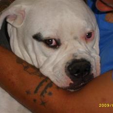Amerikansk bulldog Kong Carnes Hassan aka 