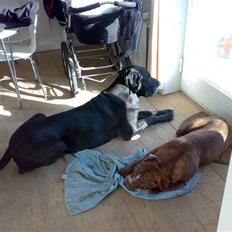 Grand danois Enzo R.I.P min skat