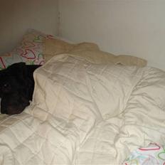 Grand danois Enzo R.I.P min skat