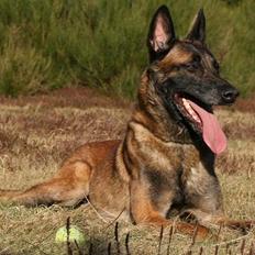 Malinois Arick du Domaine St. Loup