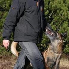 Malinois Arick du Domaine St. Loup