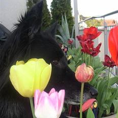 Groenendael Black Shadow