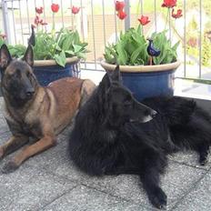 Groenendael Black Shadow