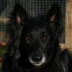 Groenendael Black Shadow