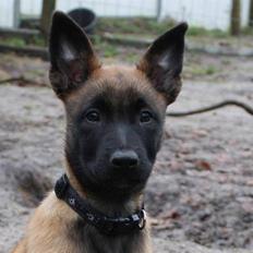 Malinois Amyra vom gelben Diamant