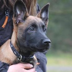 Malinois Amyra vom gelben Diamant