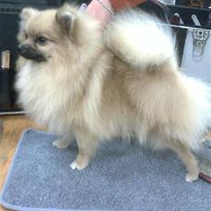 Pomeranian Lindgreen's Fiona