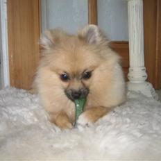 Pomeranian Lindgreen's Fiona