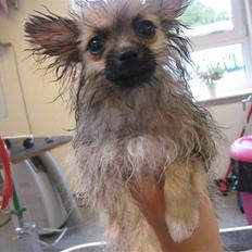 Pomeranian Lindgreen's Fiona