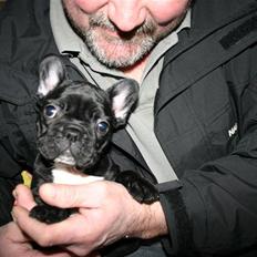 Fransk bulldog Blance Noir`s Yrsa