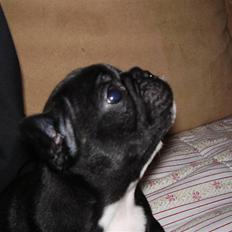 Fransk bulldog Blance Noir`s Yrsa