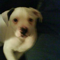 Amerikansk bulldog Coda  *solgt*