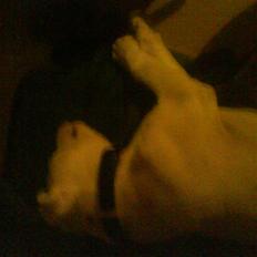 Amerikansk bulldog Coda  *solgt*