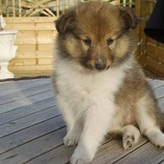 Shetland sheepdog Palmestranden's Citha