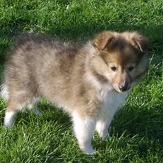 Shetland sheepdog Palmestranden's Citha