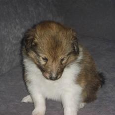 Shetland sheepdog Palmestranden's Citha