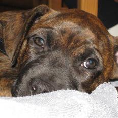 Blanding af racer Kita